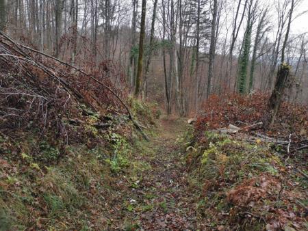 Urejanje pohodne poti Speca lepotica 2, foto I Zaplotnik